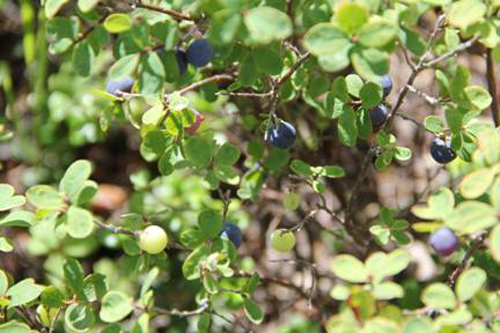 ǰ���ֳ������Ұ����ݮ��Ƭ